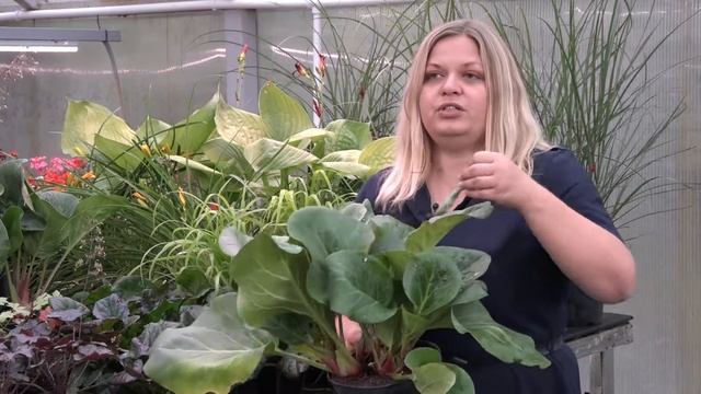 Мастер класс "Сочетание цветов в садовых цветниках" смотреть онлайн