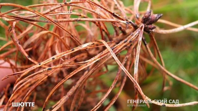 Болезни Шютте, Фузариоз хвойных. Уход за Туями, Тисом весной. Обработка и весенняя подкормка. смотреть онлайн