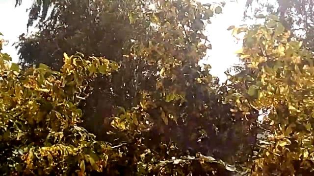 Сильный ветер дует