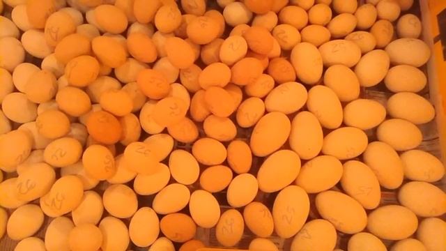 Гуси "Кубанские", попытка #2, заложил ещё больше яиц. смотреть онлайн