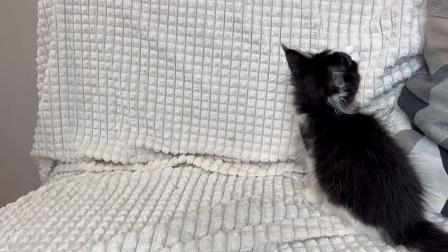 Черно-белый мейн-кун смотреть онлайн