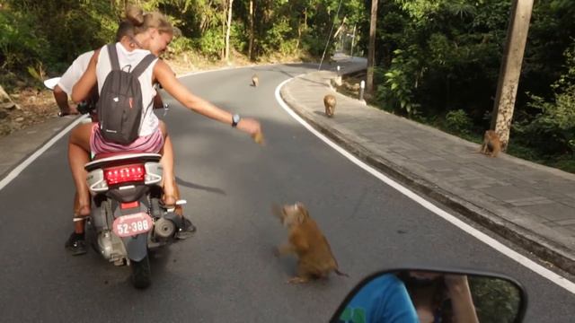 Ловим обезьян на банан смотреть онлайн