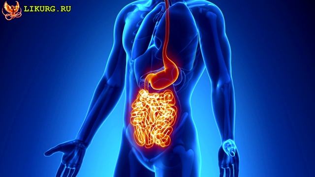 Стевия - польза и вред, сахарозаменитель, подсластитель. Полезные свойства стевии.