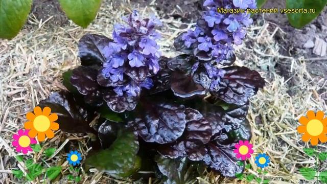 Живучка ползучая Черный гребешок. Краткий обзор, описание характеристик ajuga reptans Black Scallop смотреть онлайн