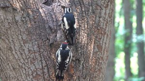 Умница поползень и два дятла