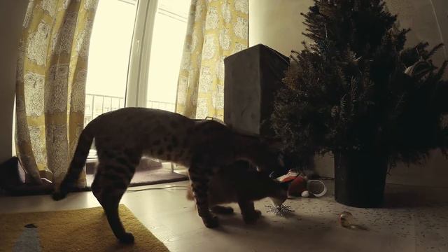 Caracal and savannah playing. Каракал и саванна играют смотреть онлайн