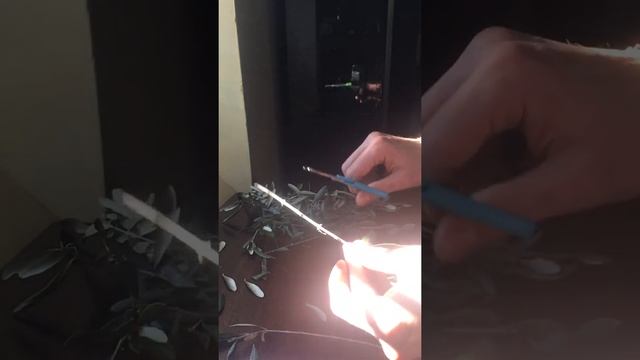 Маслины как вырастить дома, черенкование оливок. смотреть онлайн