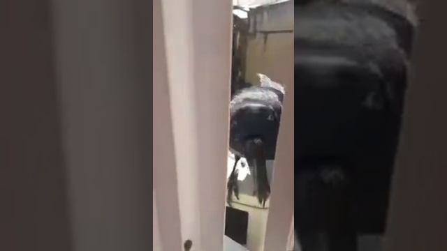 Ворон бьётся в окно смотреть онлайн