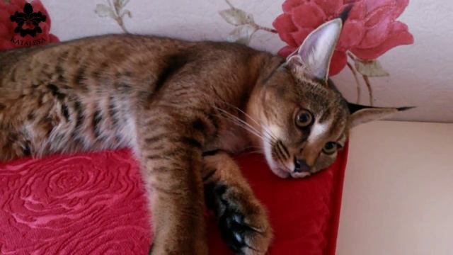 Котенок Каракала( Каракет) Шанталь 6,5 мес