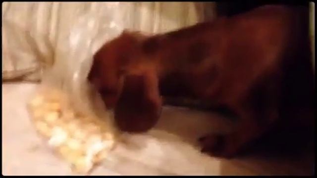 Смешное видео про собак! смотреть онлайн