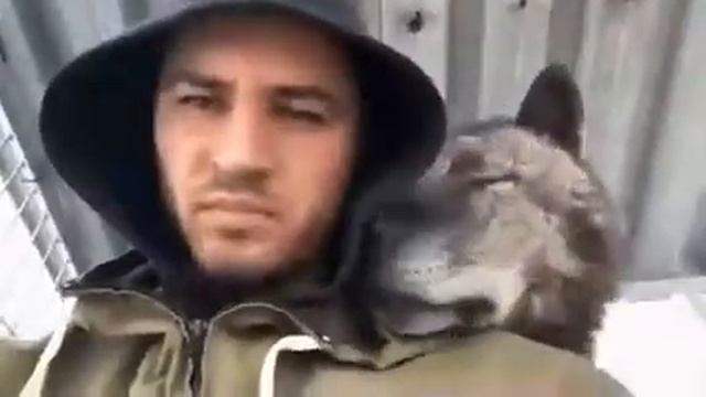 Волкособ. Помесь волка и собаки смотреть онлайн