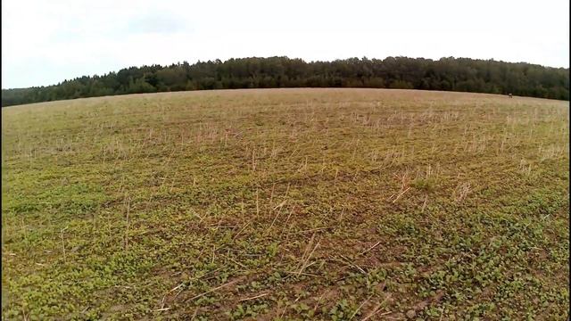 За город! За шампиньонами! смотреть онлайн