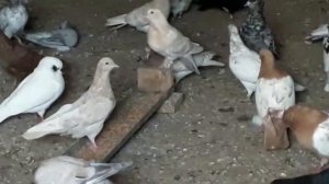 Питомник голубей Евгения в Астрахани!