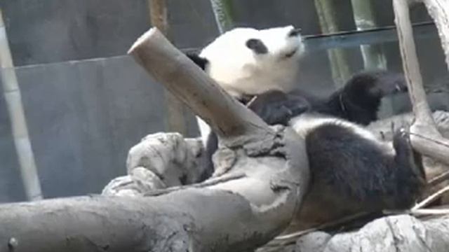 небольшой видео-блог из жизни Панды. смотреть онлайн