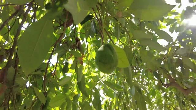 Как парикмахер вырвал мне волосы Почему не снимала видео, мой сад сегодня смотреть онлайн