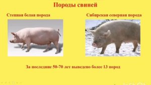 Биология. Тема урока: «Домашние свиньи. Содержание свиней»