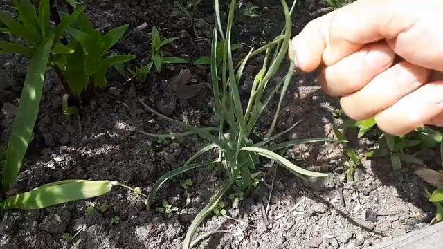 Мелко луковичные многолетники отцветают и ....... смотреть онлайн