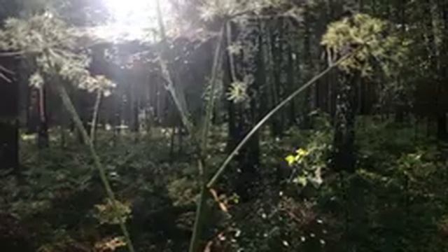 Уехал из Питера жить в деревню. 1 серия. смотреть онлайн