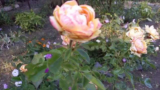 До свидания лето!!! смотреть онлайн