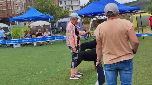 Лучший юниор - моно ротвейлеров Краснодар 2023