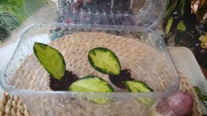 Простой и на 100 % работающий способ укоренения черенков хойи. Размножение.Советы при черенковании.