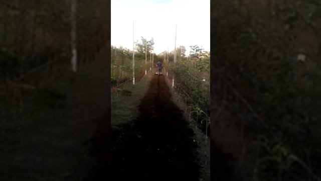 Работа мотоблоком Енисей ТСР-820EN смотреть онлайн