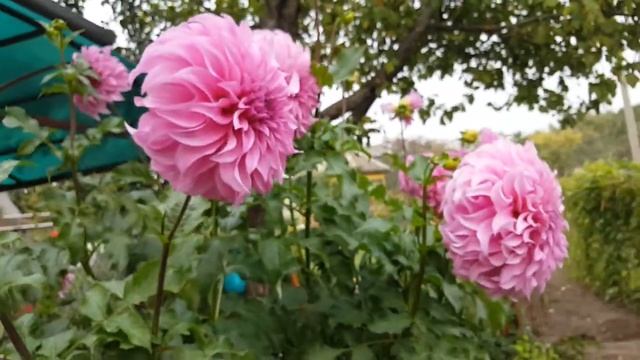 Георгин Вассио Меггос . Dachlia Vassio Meggos . смотреть онлайн