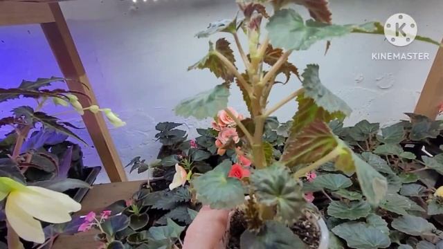 Прием заказов на БЕГОНИИ от Ани, отличные укорененные черенки с доставкой по стране