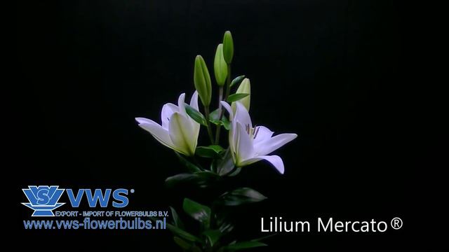 Lilium Mercato ® смотреть онлайн