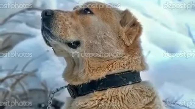 Волк отомстил...Но отомстил без крови.