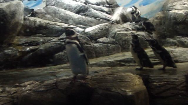 Pinguins - Shanghai Ocean Aquarium смотреть онлайн