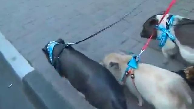 Свинка мини пиги цена 8(916)702-11-08, Москва смотреть онлайн