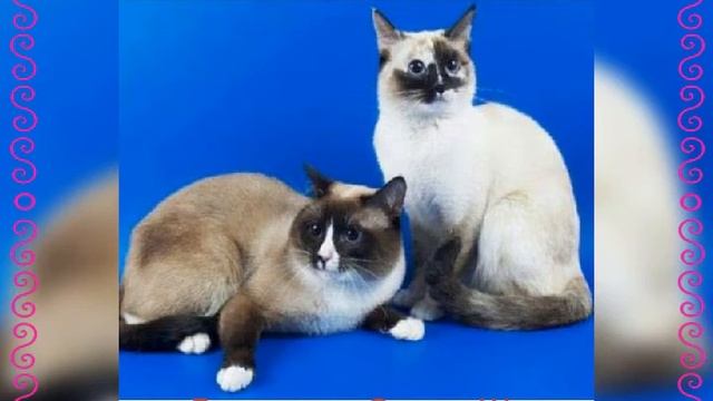 10 красивых пород кошек ? смотреть онлайн