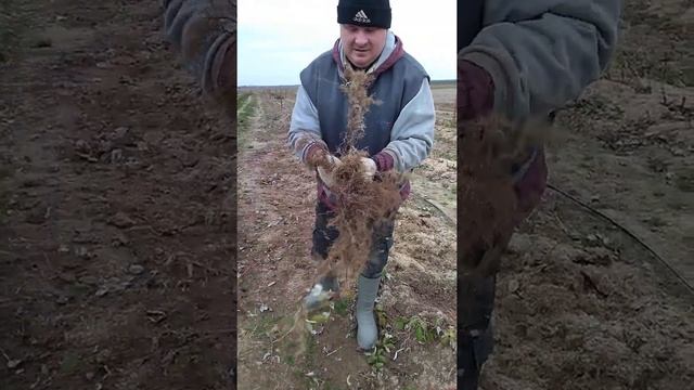 Ремонтантная малина сорт "Полка". смотреть онлайн