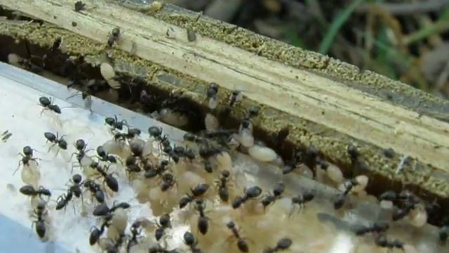 Tapinoma sessile scattering смотреть онлайн