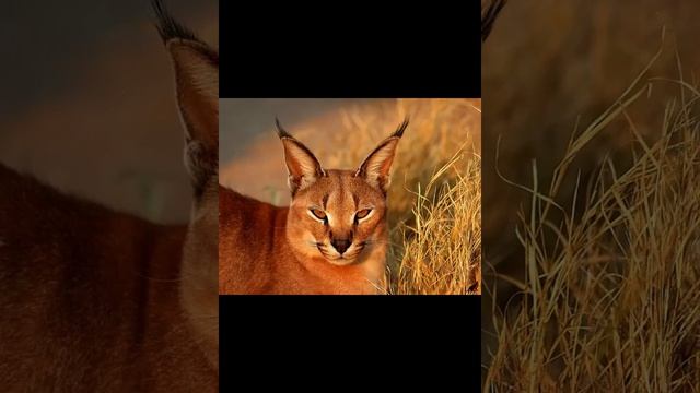 Каракал степная рысь смотреть онлайн