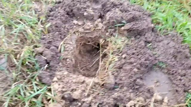 Как выловить крота на участке смотреть онлайн