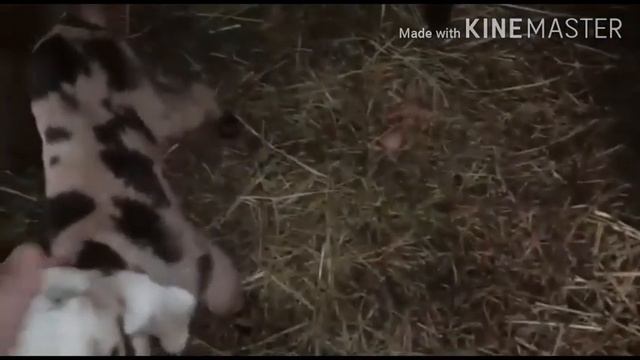 Дурдом в хозяйстве. Ну и денёк начался😱😉🐷🐐 смотреть онлайн