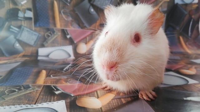 Анекдот про Апельсины №1 смотреть онлайн