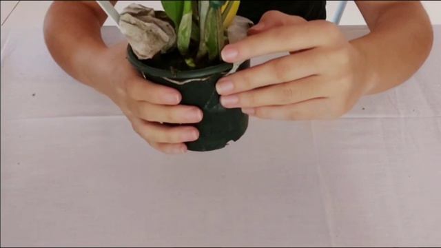 UNBOXING: MINHA PRIMEIRA COMPRA DE ORQUÍDEAS NA SHOPEE | Veja como vieram as plantas смотреть онлайн