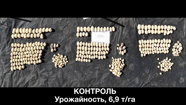 Фунгициды на картофеле. Итоги, Овощной Город Коломна смотреть онлайн