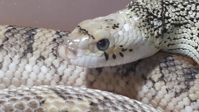 Взгляд.Pituophis catenifer saiy –буйволова змея. Самка морфы White sided. смотреть онлайн