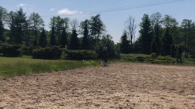 Sarotti Kakao 6yr Hanoverian Dressage gelding premium quality young horse for sale POLAND смотреть онлайн