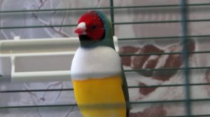 Гульдовая амадина поет