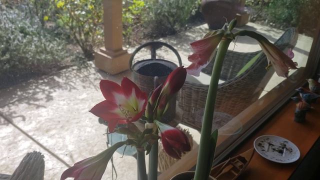 Amaryllis And Caladium Easy Grow Bulbs