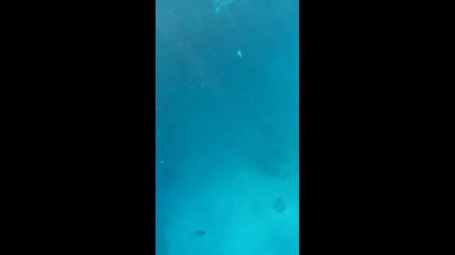 рифы и рыбки 3 Reef At Port Ghalib смотреть онлайн