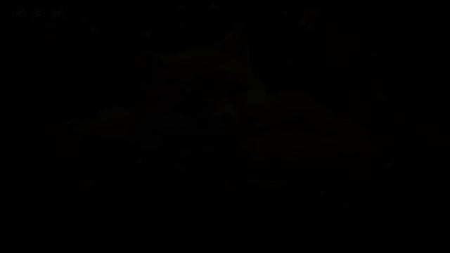 Dreamy Fox Melodies: Relaxing Piano Sleep Music for Tranquil Nights смотреть онлайн