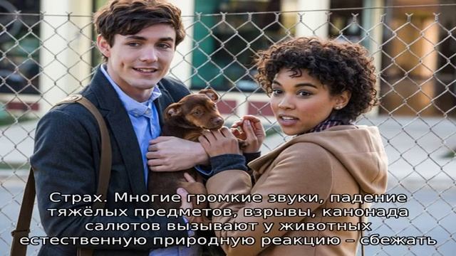 Может ли кошка вернуться домой, если убежала смотреть онлайн