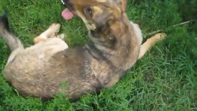 Ползаем по участку, коты не идут гулять! смотреть онлайн