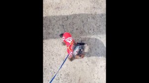 Как менялся щенок йорка с 0 до 10 месяцев❤🐶